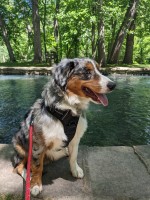 John Reed - Miniature Australian Shepherd Stud