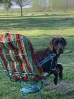 Robert Truby - German Shorthaired Pointer Stud