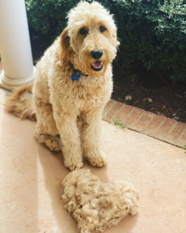 Goldendoodle Stud 28814