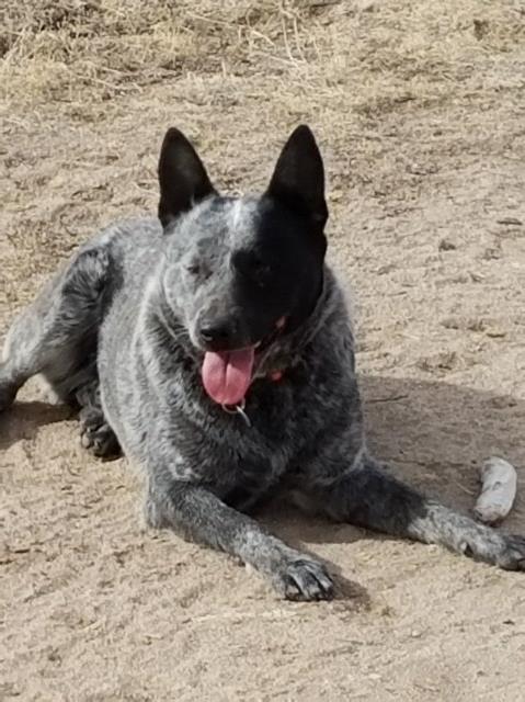 Australian Cattle Dog Breeder 25661