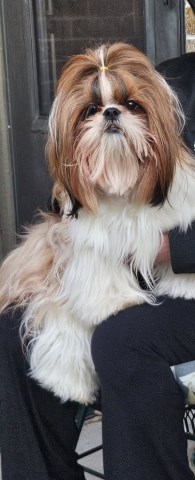 Shih Tzu Stud 31759