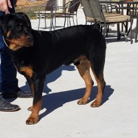 Stephanie - Rottweiler Stud