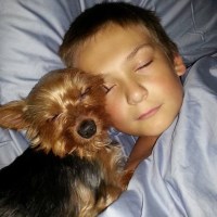 Christine - Yorkshire Terrier Stud