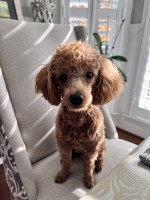Keena A - Poodle Miniature Stud