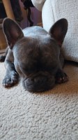 Cherish N Swinson - French Bulldog Stud