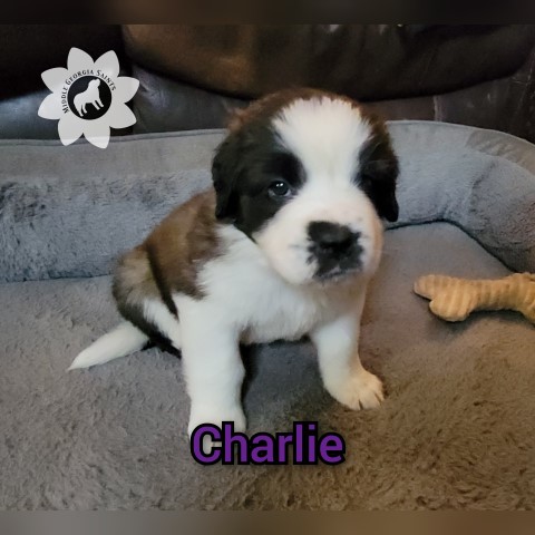 Saint Bernard Breeder 31197