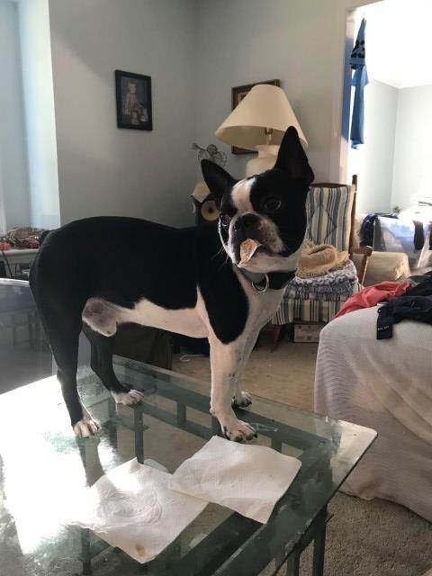 Boston Terrier Stud 26366