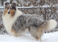 Greenbrier Collies Collie breeder