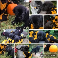 Taylor Switzer - Labrador Retriever Breeder Labrador Retriever breeder
