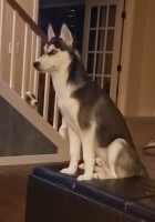 Marla - Siberian Husky Stud
