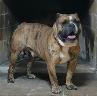 Theresa McCluskey - English Bulldog Stud