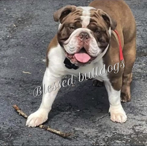 English Bulldog Stud 31262