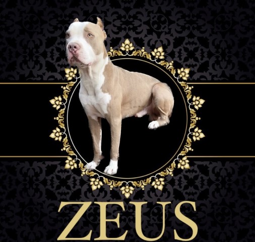 ZZ Kennels