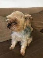 N Gandhi - Yorkshire Terrier Stud