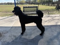 Poodle Standard thumbnail