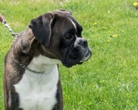 Black River Boxers Boxer breeder