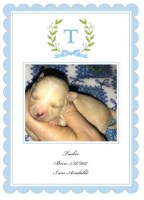 Premium Chihuahuas Chihuahua for breeder