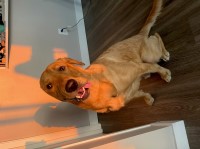 Rakesh - Labrador Retriever Stud