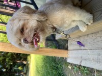 Michael Lewis - Shih Tzu Stud