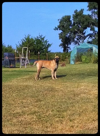 Fig Farm Mastiffs