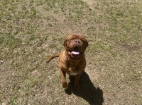 George guerrero - Dogue De Bordeaux Stud