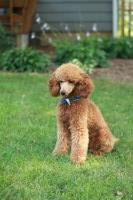 Anni Davidovic - Poodle Miniature Stud