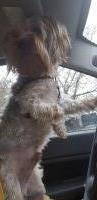 Silky Terrier thumbnail
