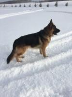 Charity - German Shepherd Dog Stud