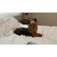 Precious Purebred Pupz Yorkshire Terrier breeder