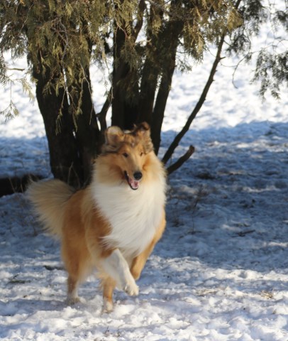 Garlind Ridge Collies