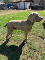 Meadow Ridge Weims and Danes Weimaraner breeder