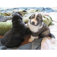 IdahoMountainDogs Great Pyrenees breeder