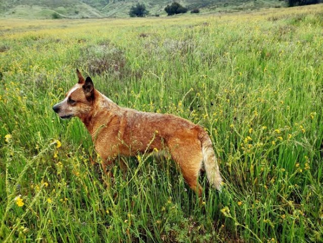 DCR Working Dogs
