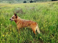 Last Breeder Listed