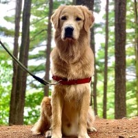 Stud Dallas Golden Retriever breeder