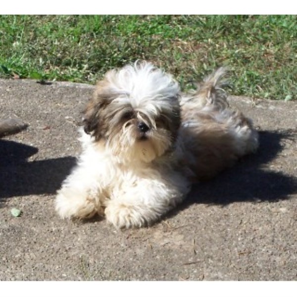 Shih Tzu Breeder 22034