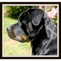creelkennel Rottweiler breeder