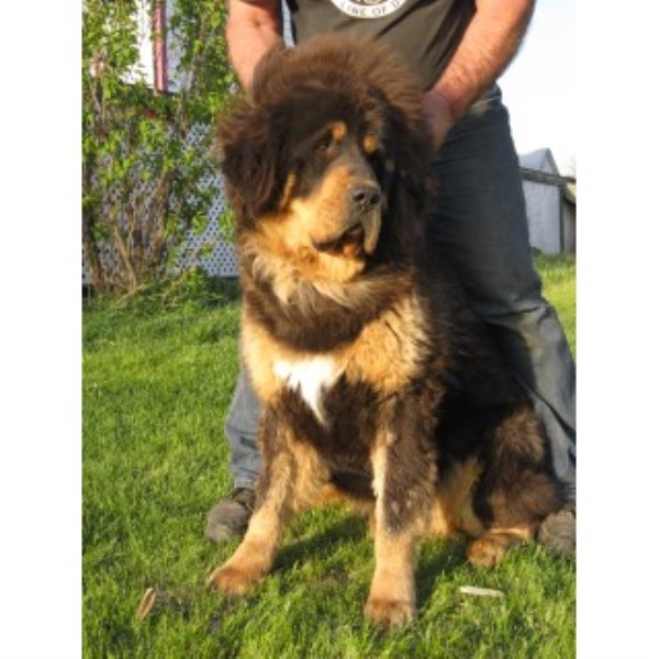 Kesang Camp Tibetan Mastiffs