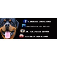 Raushad Kash Kennel Rottweiler breeder