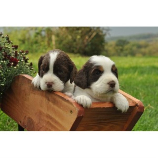 Bird Dog Hill, English Springer Spaniel Breeder in East ...