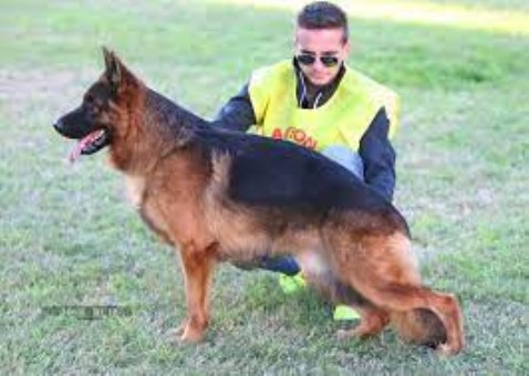 Banks-haus German Shepherds