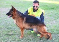 Banks-haus German Shepherds