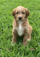 Charming Doods Goldendoodle breeder