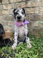 Parrish Patch Farms Great Dane breeder
