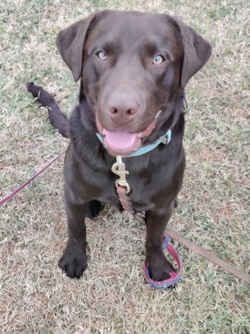 Labrador Retriever Stud 30375