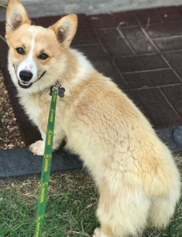 Whimsical Treasure Corgis