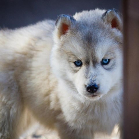 Siberian Husky Breeder 27439