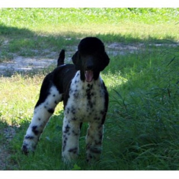 rottweiler rescue colorado rottweiler california rottweiler rescue colorado rottweiler rescue breeds rottweiler rescue colorado rottweiler california rottweiler rescue colorado rottweiler rescue breeds