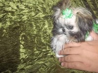 Gods Creations Shih Tzu breeder