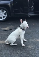 Jeff Cordoba - Bull Terrier Stud